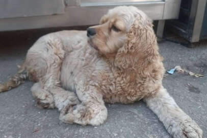 Bursa'da köpeği 4 kez çalınan adam isyan etti