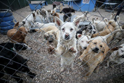 Barınaktaki dostlarımız için sevindiren haber!