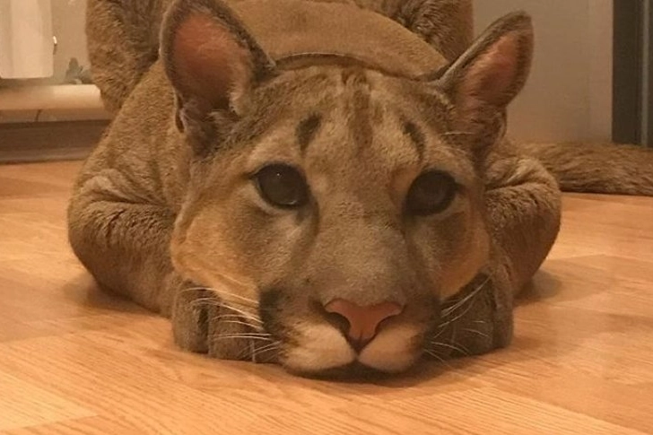 Dünyadaki ilk evcil puma Messi'nin sevimli halleri