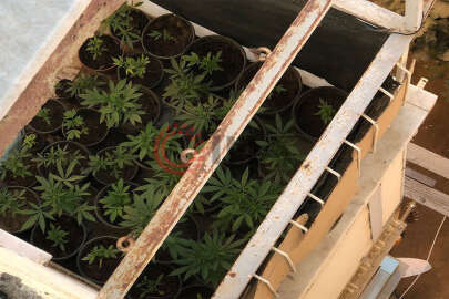 Evinin balkonunda kenevir yetiştiren şahıs yakalandı