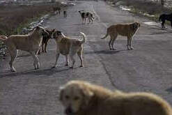 Bakan Kirişci: Sokak hayvanları için ormanda...