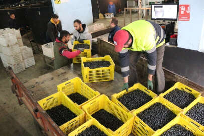 Marmarabirlik’ten 162 milyon lira ödeme