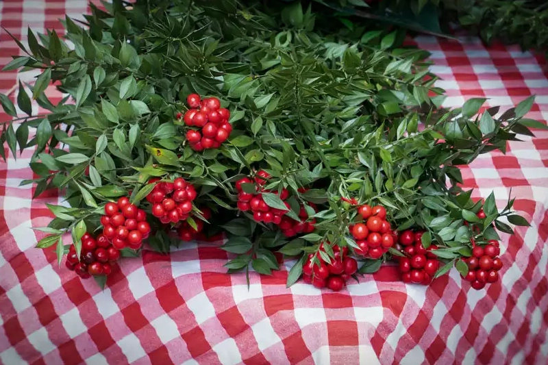 Yılbaşı Çiçeği: Kokina Çiçeğinin Uğurunu Biliyor musunuz?