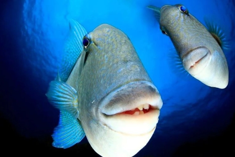 2022'nin En Komik Vahşi Yaşam Fotoğrafları finalistleri