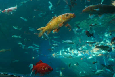 Bursa Yıldırım’daki tünel akvaryuma 2022’de 250 bin ziyaretçi!