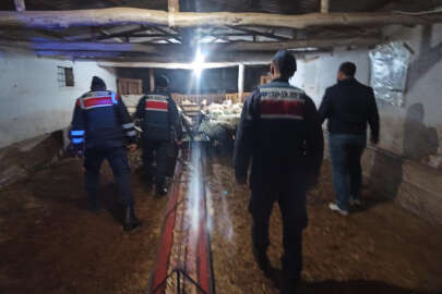 Kaybolan hayvanları Jandarma buldu