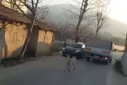 Bursa'da kamyonete bağladığı köpeğe eziyet etti!