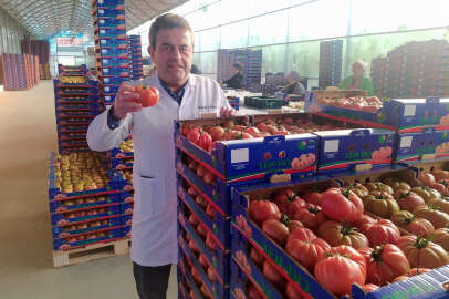  Avrupa bu domatesten almak için kuyruğa girdi!