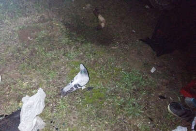 Bursa'da güvercin, yaralı sahibinin başından ayrılmadı!