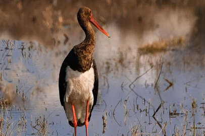 Kara leylek ilk kez görüntülendi!