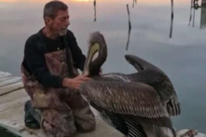 Pelikanla balıkçının dostluğu!