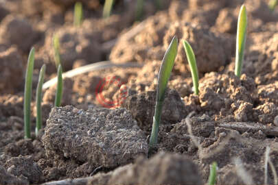 Kuraklık toprağı taş gibi yaptı