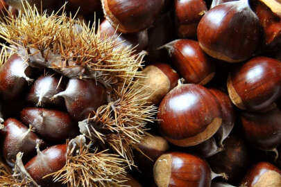 Kestane faydaları ve zararları nelerdir?