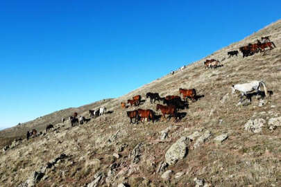Yılkı atlarının mest eden görüntüsü