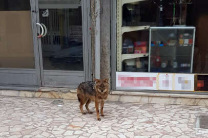 Aç kalan çakal şehre indi!
