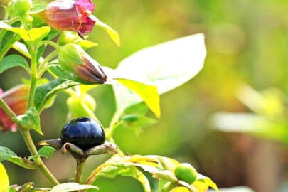 Güzel avrat otu nedir, nerelerde kullanılır?