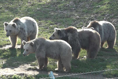 Sıcak hava ayıların dengesini bozdu: Kış uykusuna yatmadılar!