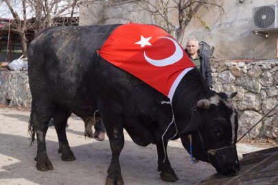 200 bin liraya satıldı, 933,5 kilo et çıktı!