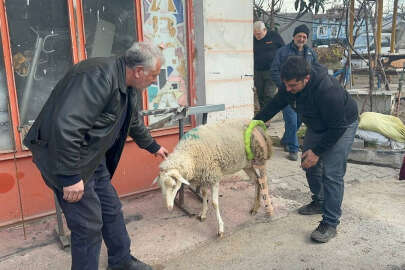 Bursa'da bacağı kırılan koyuna aparat taktılar!