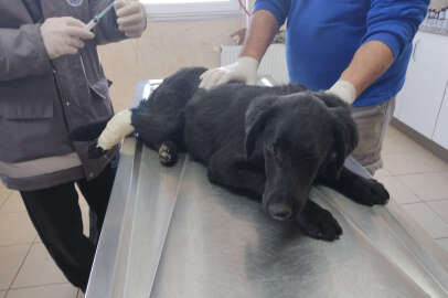 Bursa'daki vicdansız bir köpeği daha vurmuş!