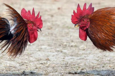 Kanlı festival! Bıçaklı horozlar tarafından öldürüldüler...