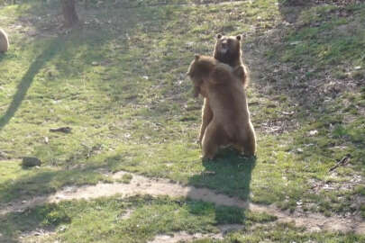 Bursa'da ayıların güneş keyfi: Güzel havayı görünce güreşe!..
