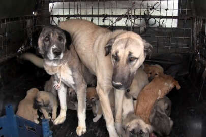 Türkiye'de kaç kedi ve köpek var? İlginç rakamlar!..