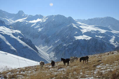 Munzur Dağları'nın özgür ruhlu atları!