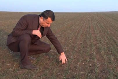 Üretici şaşkın: Ocakta arpa ve buğday tarlaları yeşillendi!