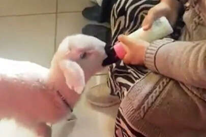 Bakan Koca paylaştı: Hastaneye kuzusuyla gitti!