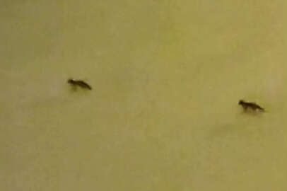 Aç kalan tilkiler mahalleye indi!