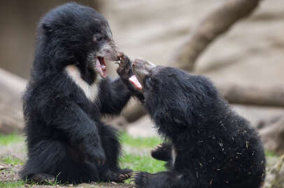 Belçika'da uçakta bırakılan 3 ayı soğuktan öldü