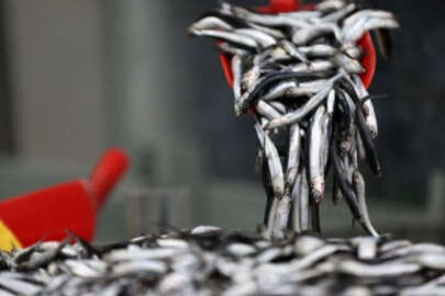 Hamsi bollaştı, fiyatlar düştü!