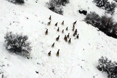 Kar üzerinde yiyecek aradılar!