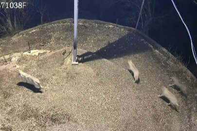 Kurtlar sürü halinde köye indi!