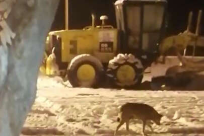 Aç kalan kurt ilçe merkezine indi