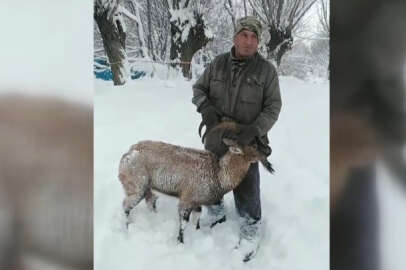 Köpeklerin saldırdığı dağ keçisini muhtar kurtardı