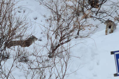 Tunceli’de görüntülendi: Nesli tehlike altında!