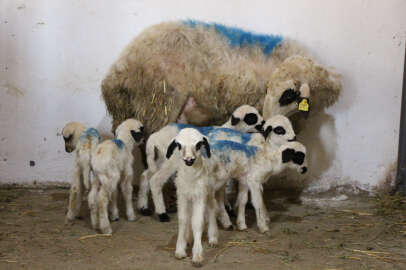 Böylesi nadir görülüyor: Koyun altız yavruladı!