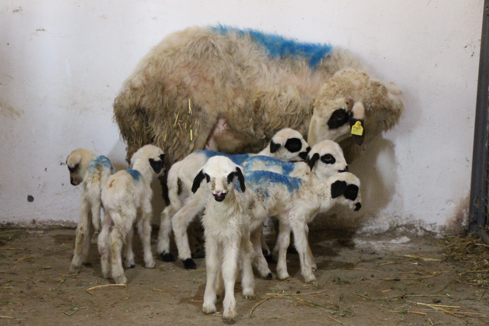 Böylesi çok nadir: Koyun altız yavruladı!