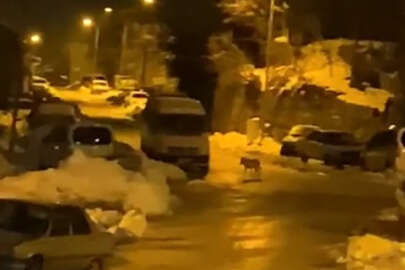  Aç kalan kurt ilçe merkezine indi!