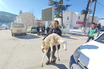 Bursalı çobanlardan deprem bölgesine 40 koyun