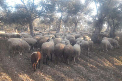 Kaybolan koyunları jandarma buldu