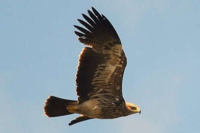 Ölmüş kuşların bedeninden drone yapacaklar!