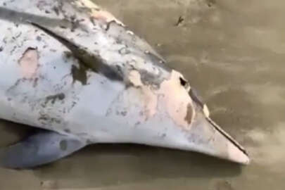 Saros Körfezi'nde korkutan görüntü! Kıyıya vurdu