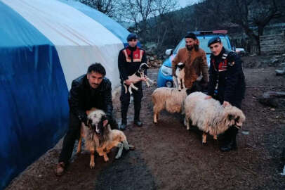 Çalınan küçükbaş hayvanlar sahibine teslim edildi