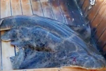 Nesli tükenmekte olan köpek balığı teknede doğum yaptı!