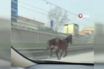 Bursa'da başıboş atlar tehlike saçıyor