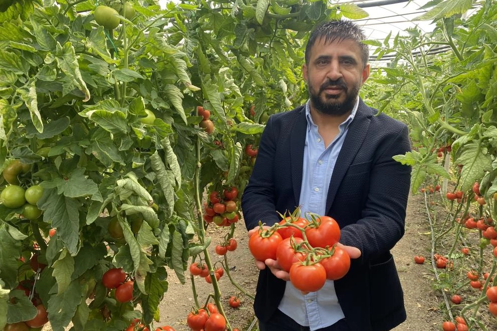 Yerli ve milli tohumdan üretilen domatesler tanıtıldı