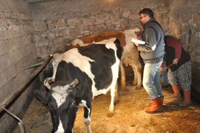 Zonguldak'ta 215 köyde şap karantinası